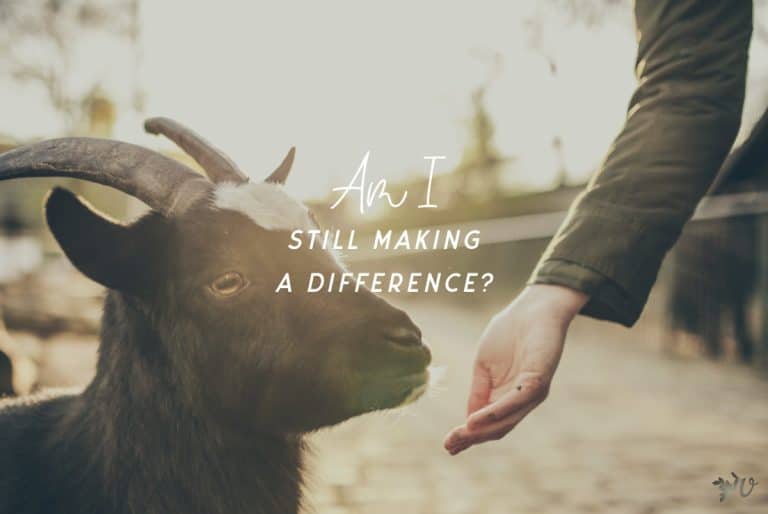 Lessons From When I Belonged at the Zoo